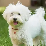 Isabelle Sky דירה *