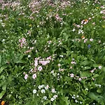 Isabelle Sky דירה