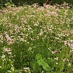 Isabelle Sky דירה