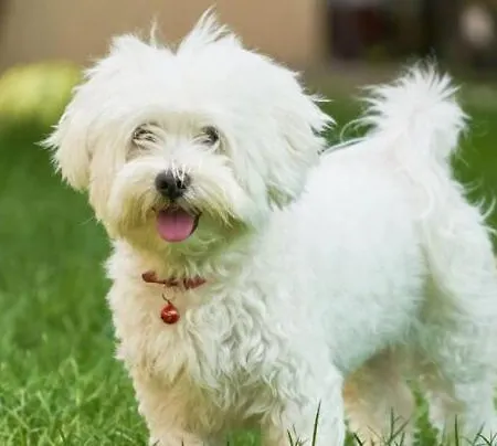 アパート Isabelle Sky プレッセッガー・ゼー