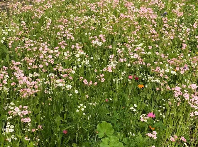 Isabelle Sky * Presseggersee