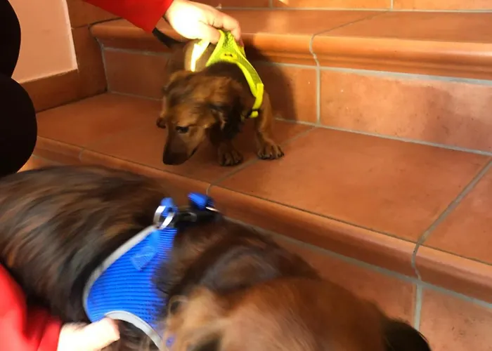 Isabelle Sky Apartment Presseggersee