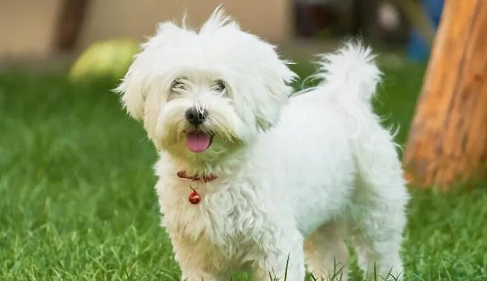 Apartment Isabelle Sky Presseggersee