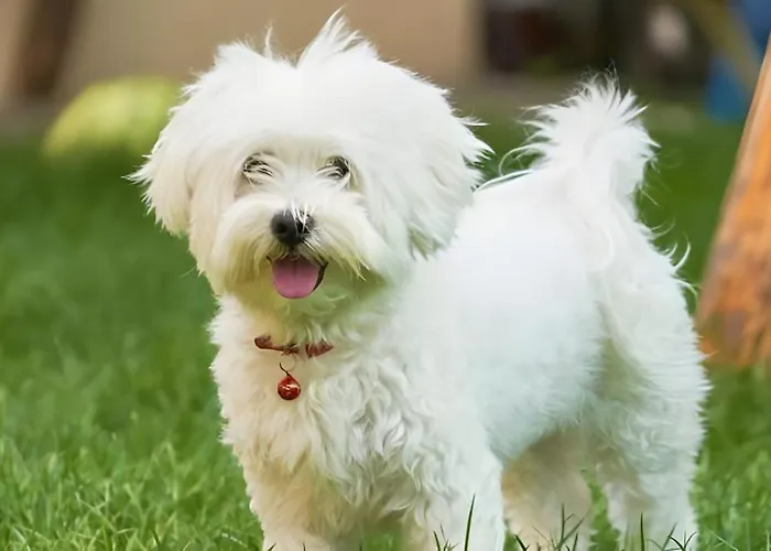 Isabelle Sky Apartamento *