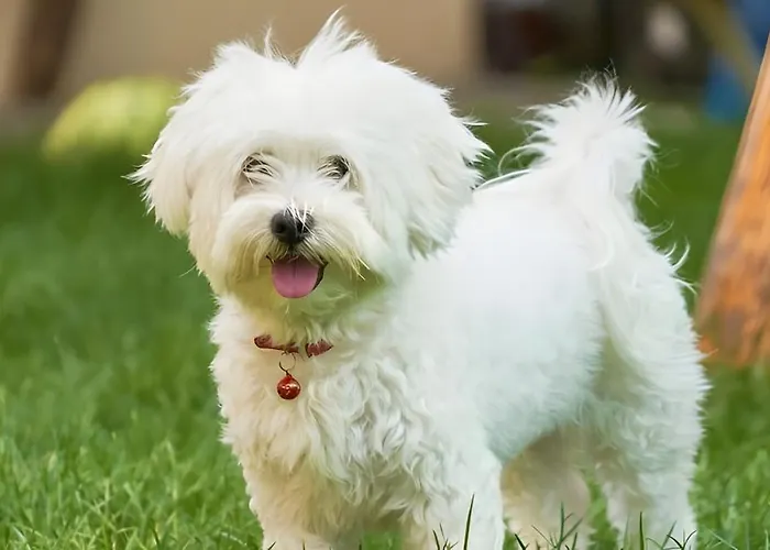 Apartamento Isabelle Sky