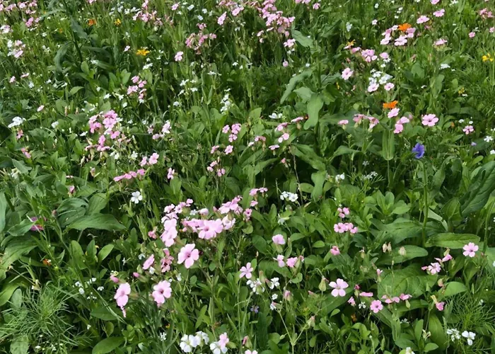 Isabelle Sky Apartamento